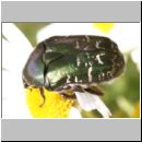 Cetonia aurata - Gemeiner Rosenkaefer 01a 18mm.jpg